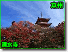 本州は、京都、津和野、萩、下関、我が家のハリーです。
