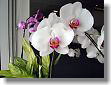 Orchid is gorgeous flower.